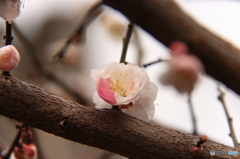 まだまださ寒いけど、春は目の前。