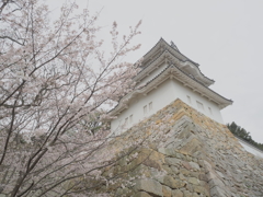 桜 明石城