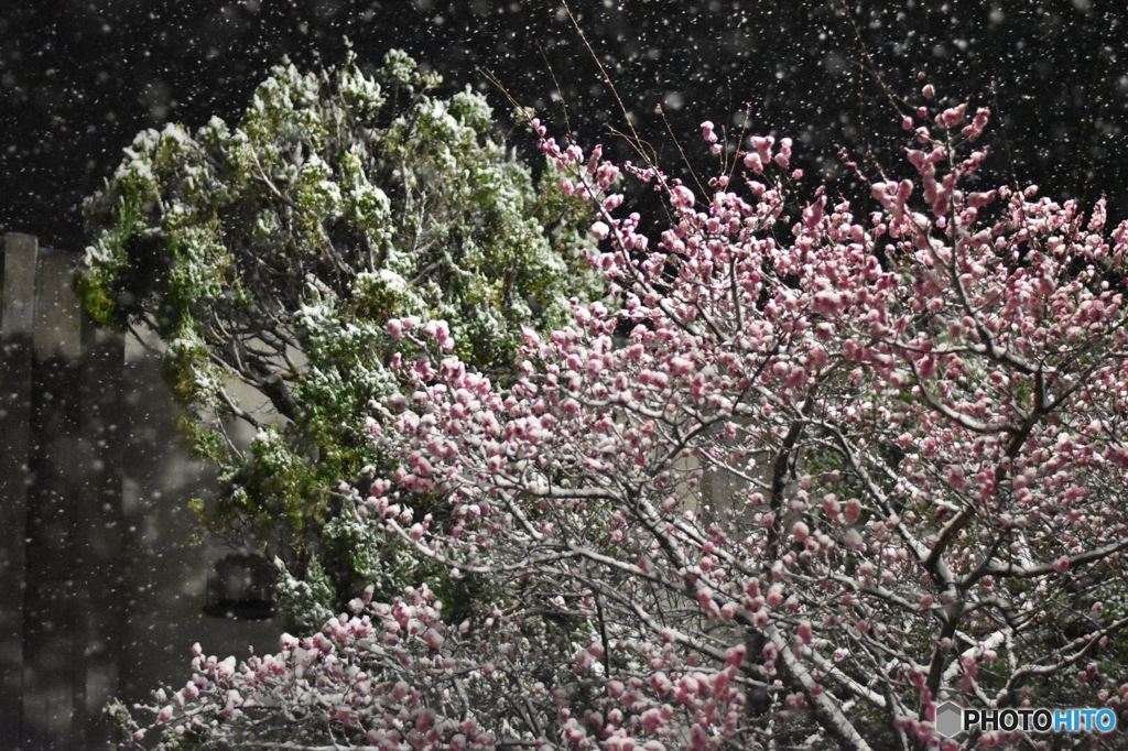 3月の雪