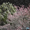 3月の雪