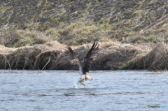 獲物を狙う鳥を撮る