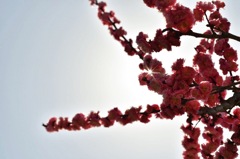 梅の花