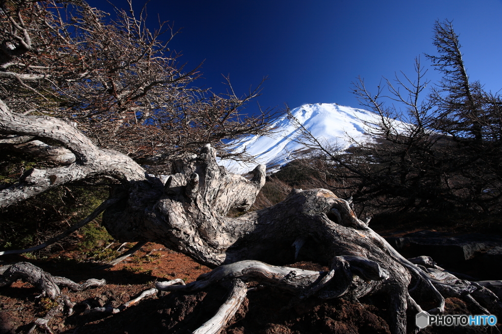 富士山　極環で生き抜く樹木