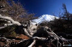 富士山　極環で生き抜く樹木