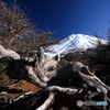 富士山　極環で生き抜く樹木