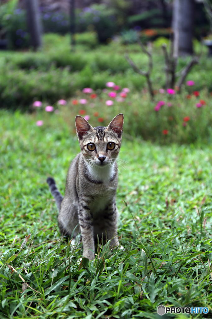 子猫