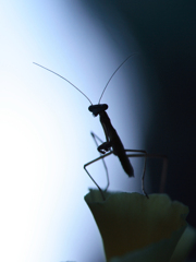 子供のカマキリ