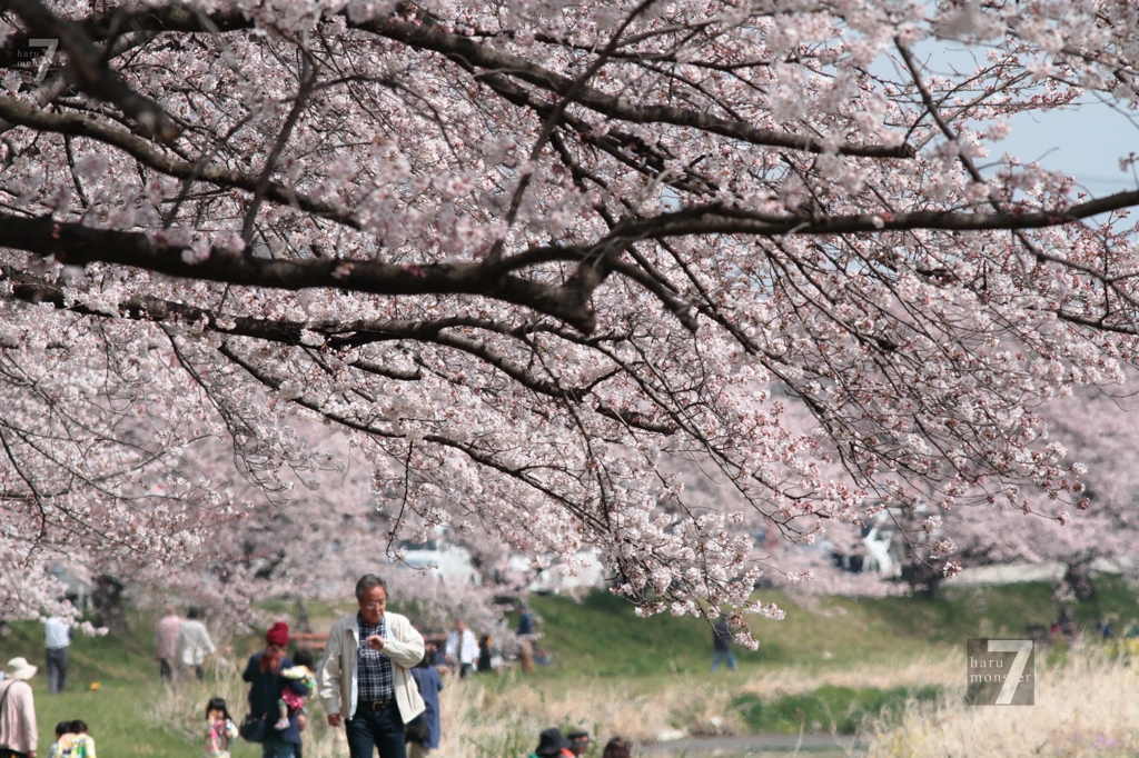 sakura