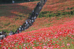 ポピーの花。