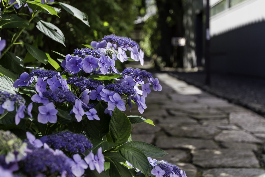 夏になって。