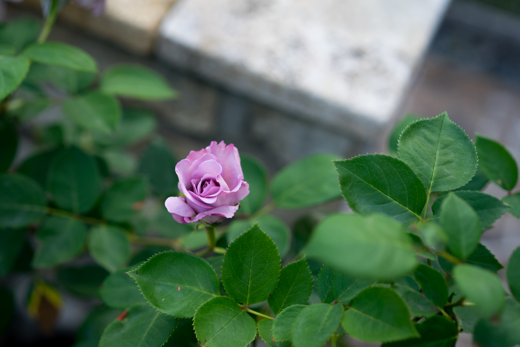 自分の育てた薔薇。