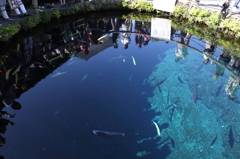 富士の湧き水
