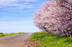 sakura③