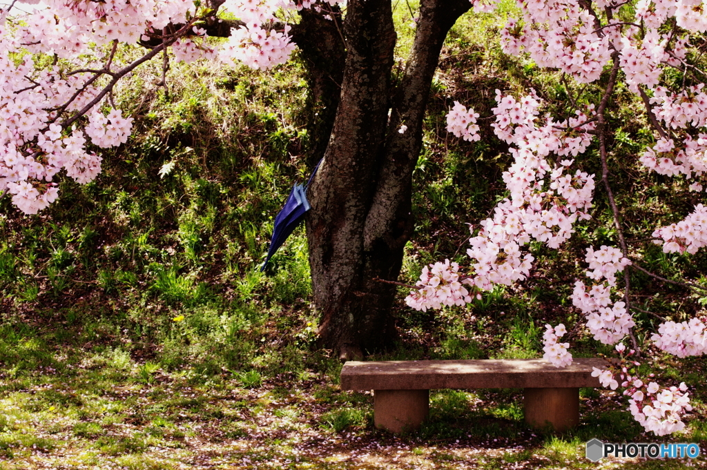 umbrella＆sakura