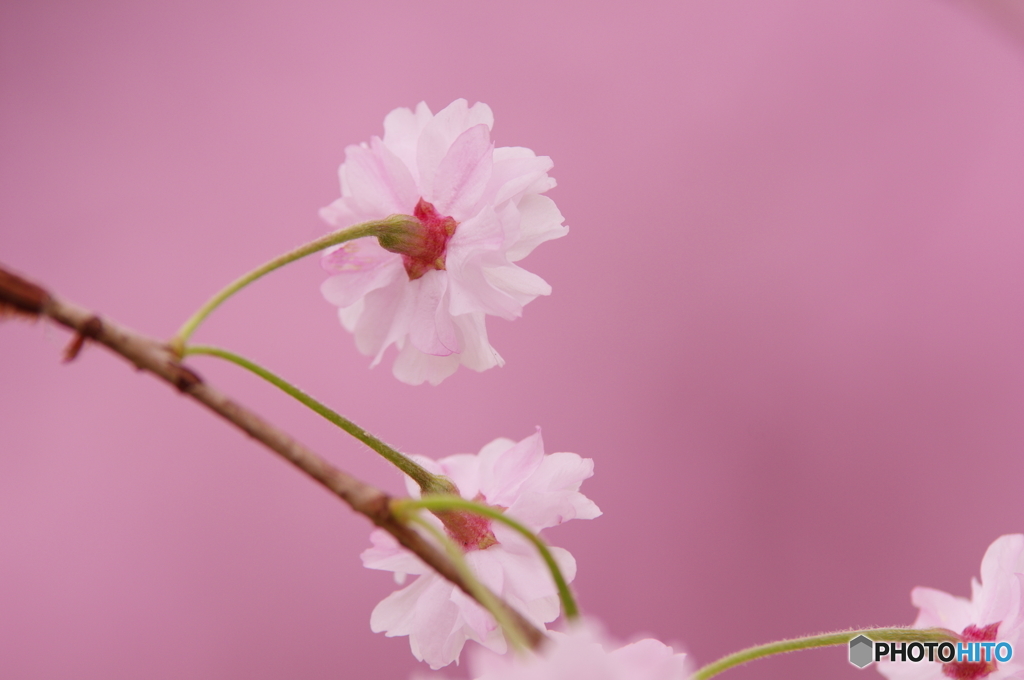 背桜