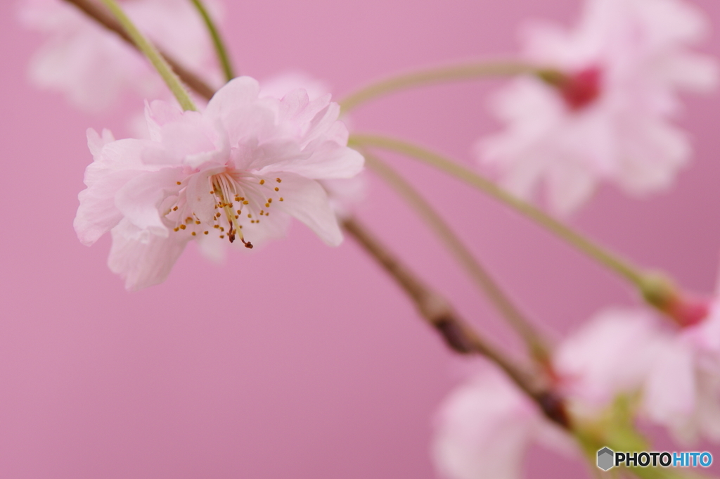 桜色