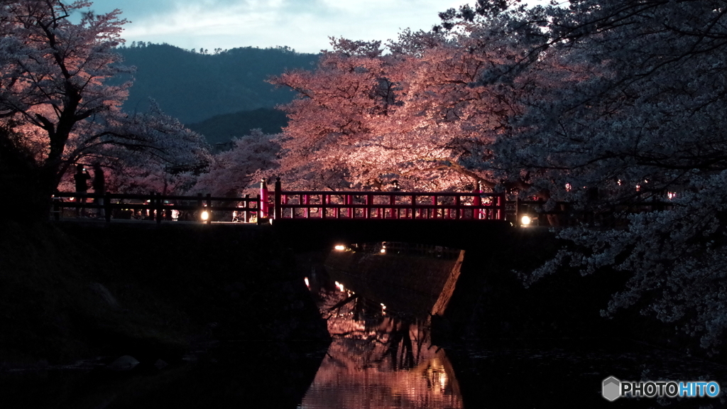 夜桜