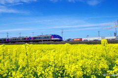 菜の花とスーパーはくと