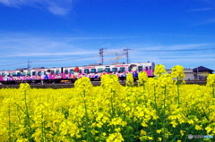 菜の花とコナン列車