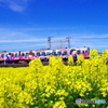 菜の花とコナン列車