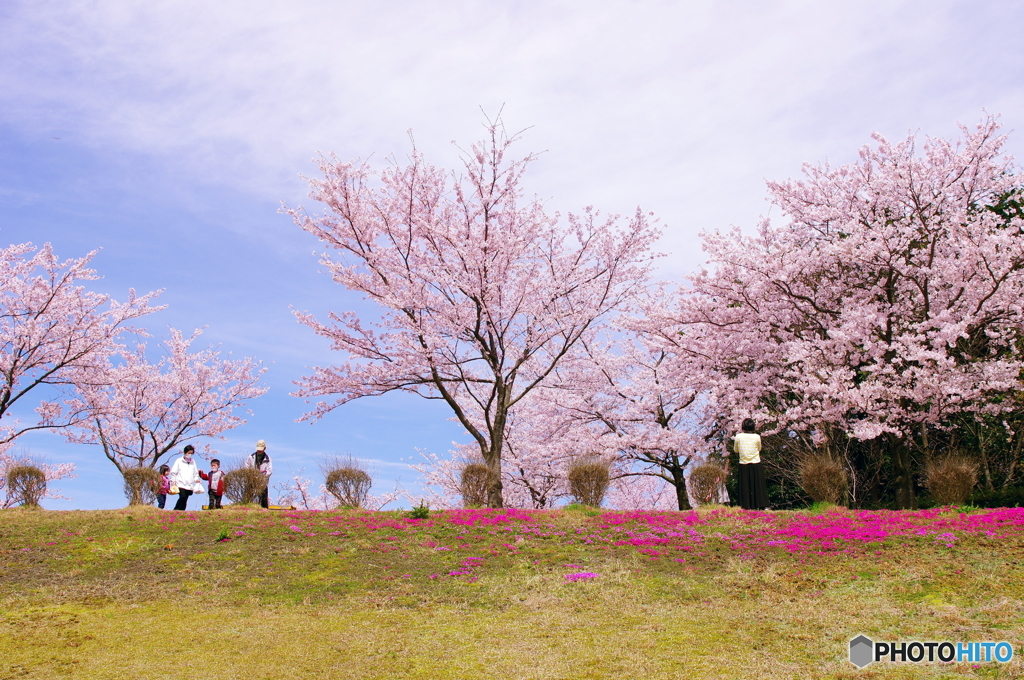 sakura②