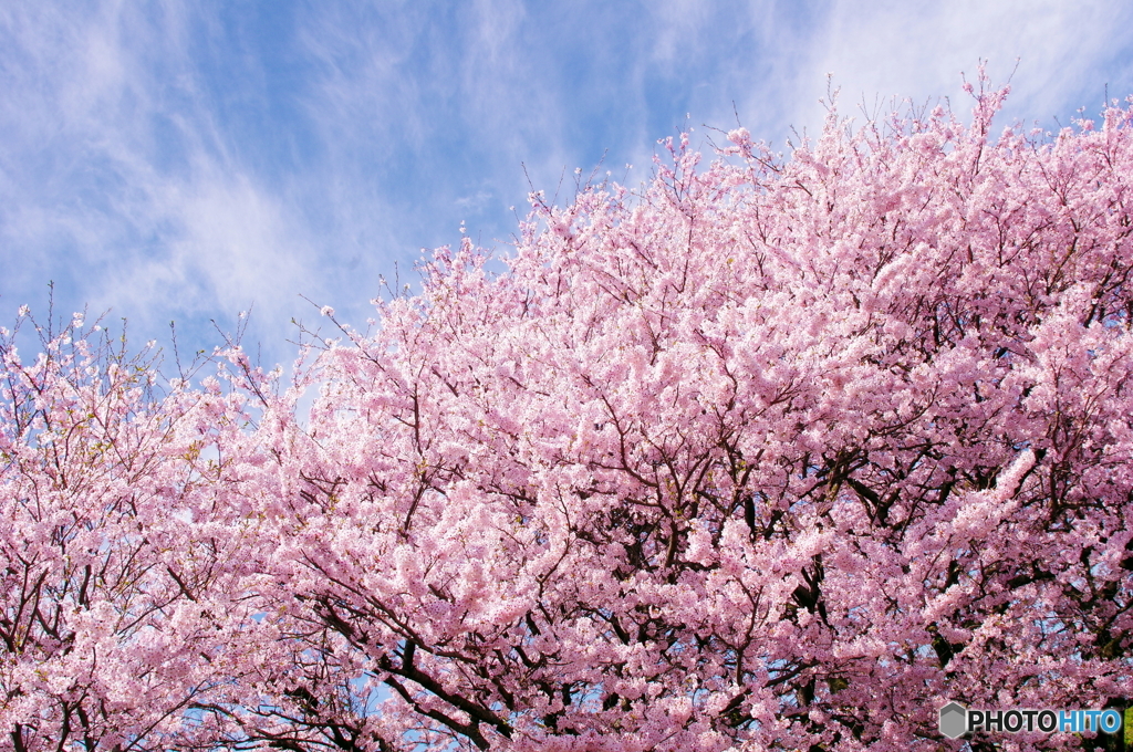 sakura⑤