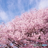 sakura⑤