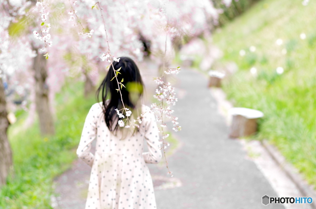 桜道