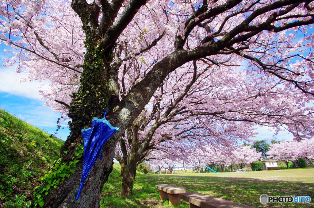 umbrella＆sakura②