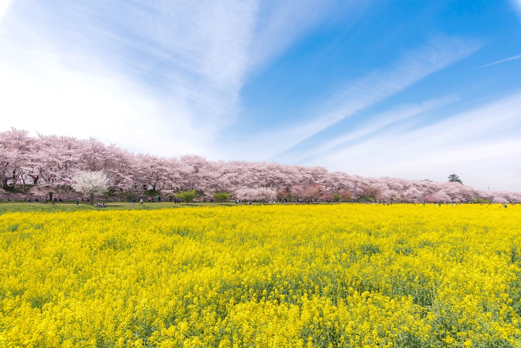 桜と菜の花畑