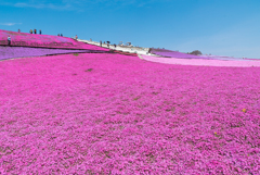 東京ドイツ村の芝桜