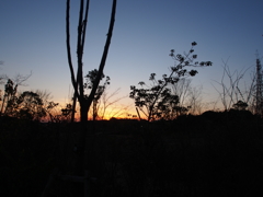 ゆうやけこやけ