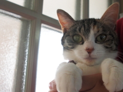 かわいいおてて