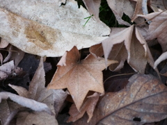 冬の落ち葉