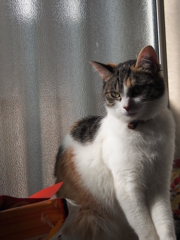 たそがれみっけ