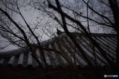DSC00631