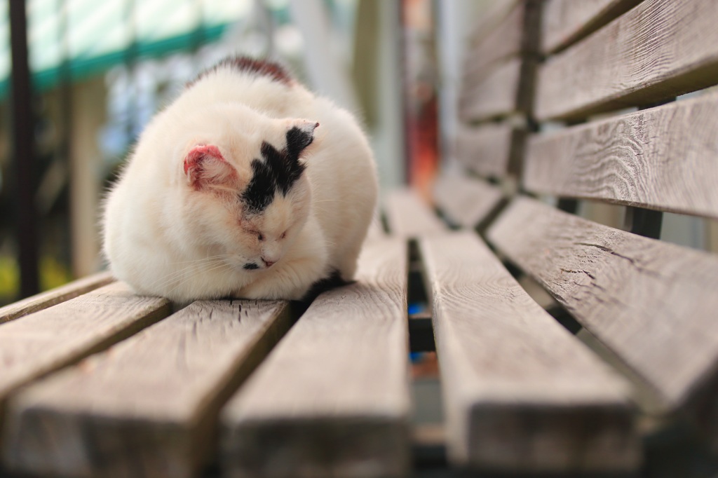 ベンチと猫