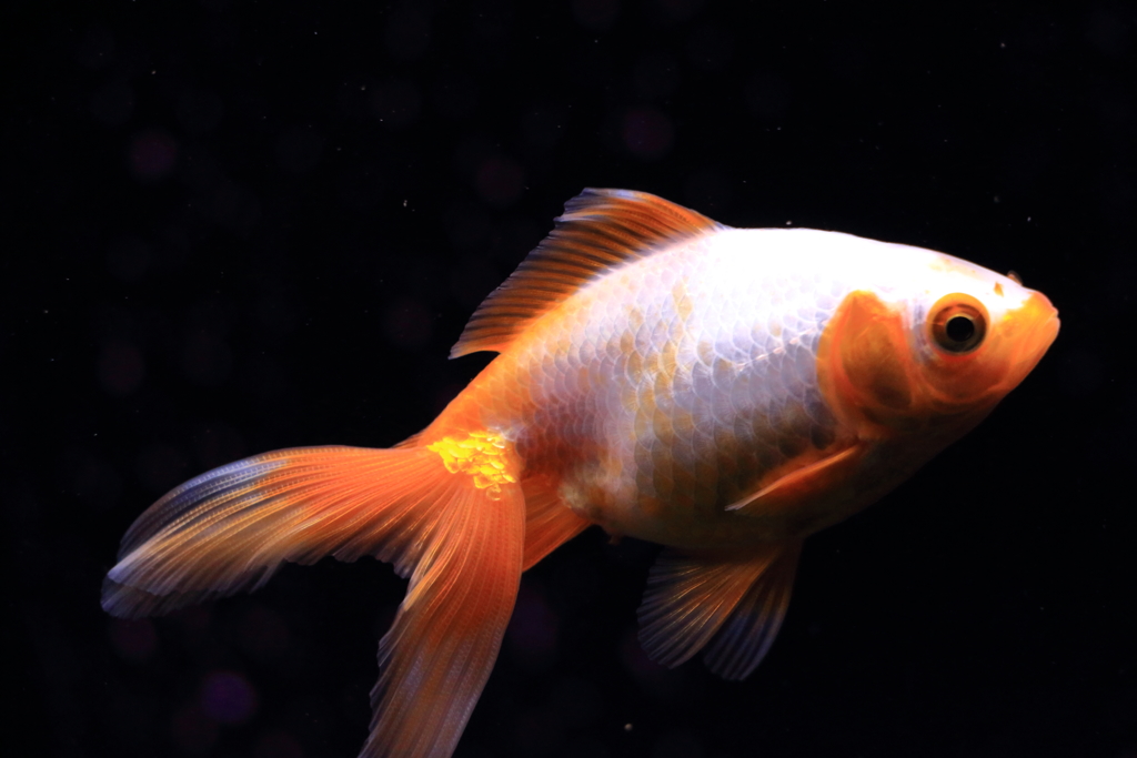金魚
