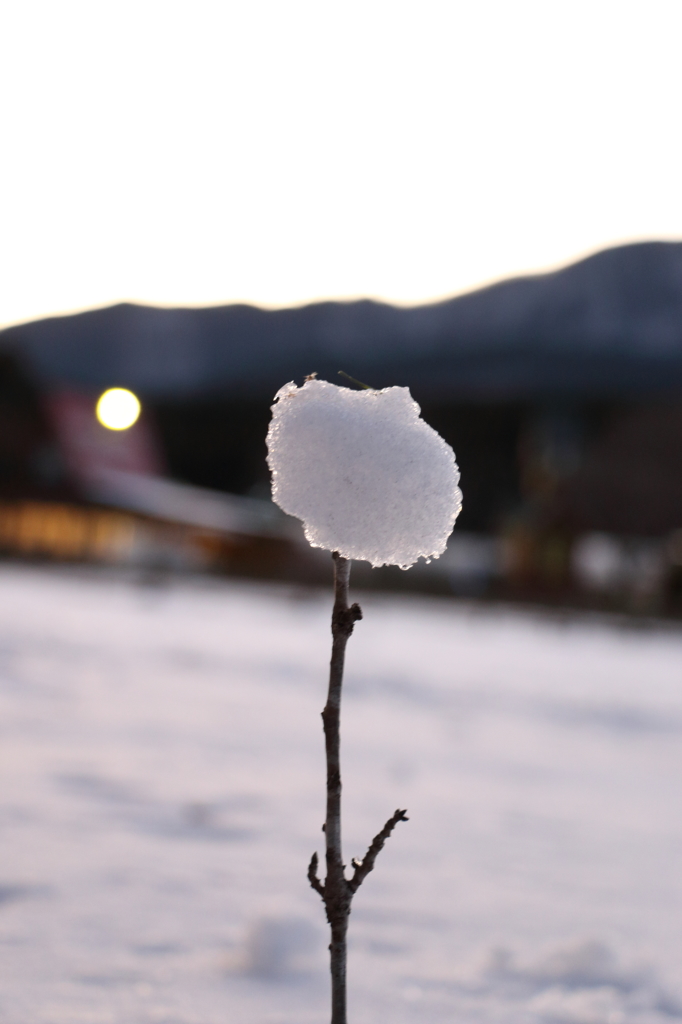 冬の花