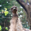 ジャングル