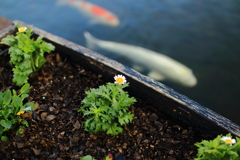 Flower and carp