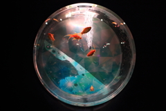 circle　aquarium