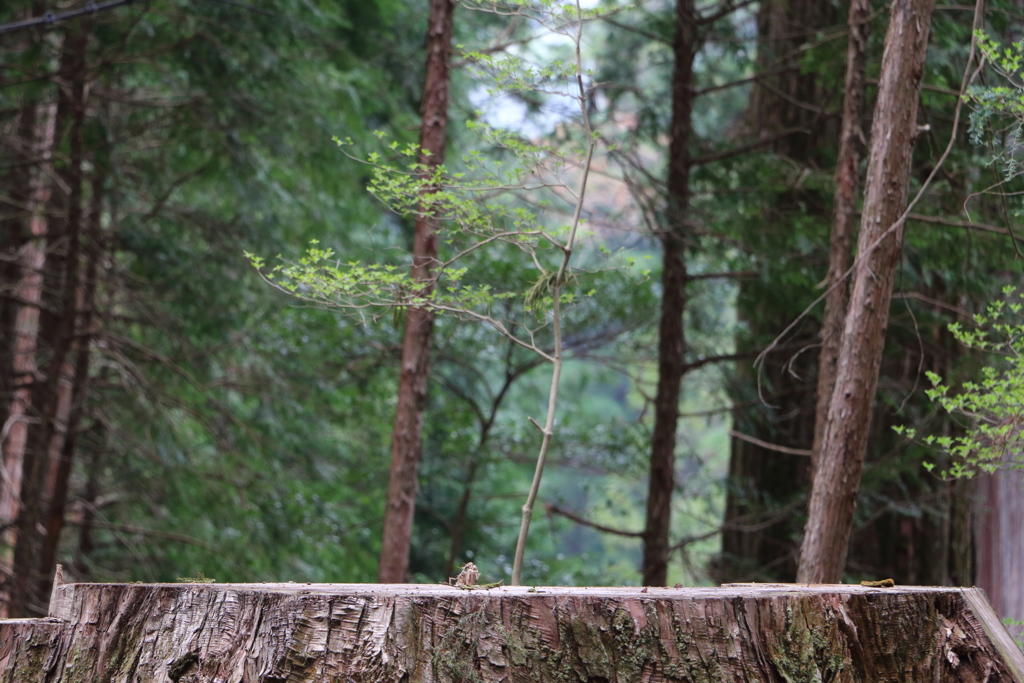 wood
