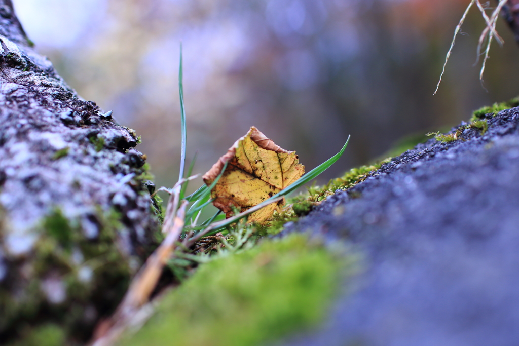 fall of the leaf