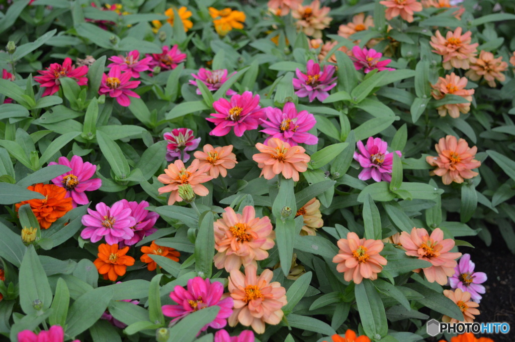 トゥーンタウンの花壇