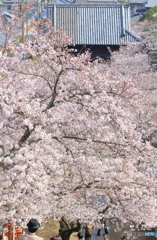 桜のトンネル