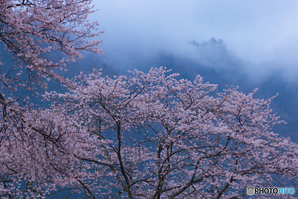 桜雨