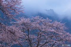 桜雨