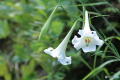 野に咲く花