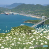 しまなみ海道　伯方・大島大橋